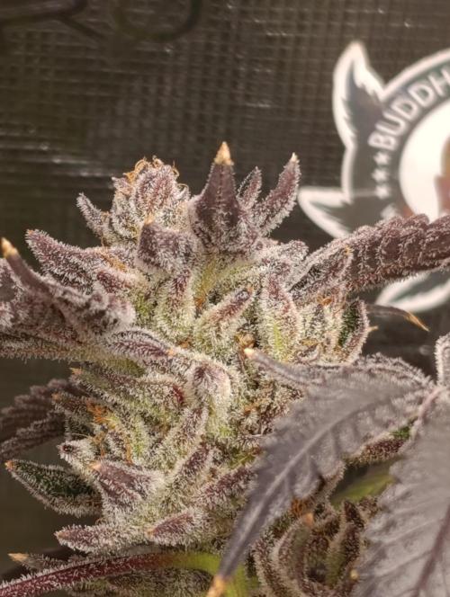 Candy breath Paradise seeds DWC. Week 15