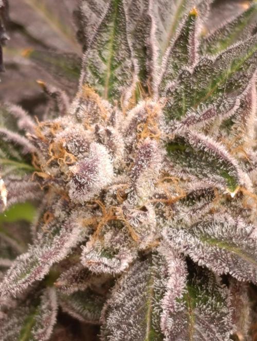 Candy breath Paradise seeds DWC. Week 15