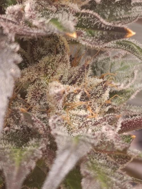 Candy breath Paradise seeds DWC. Week 15