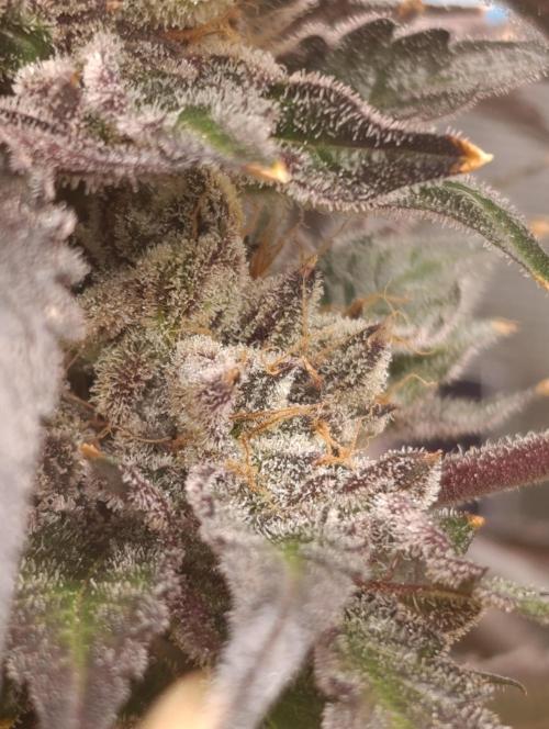 Candy breath Paradise seeds DWC. Week 15
