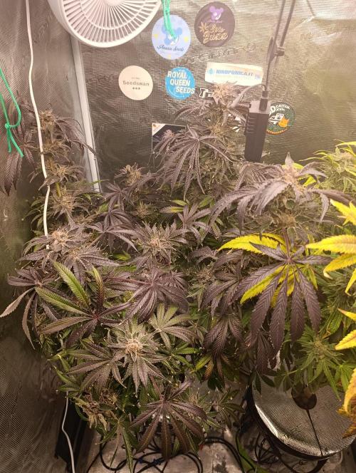 Candy breath Paradise seeds DWC. Week 15