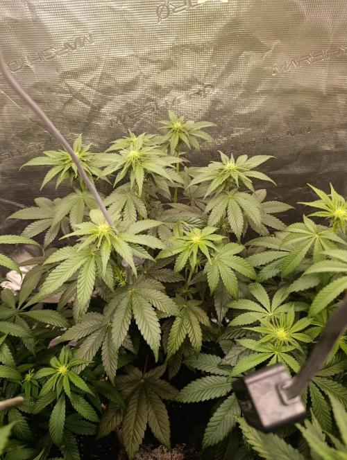 Zillions/Barney'S. Week 8