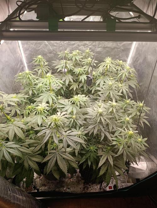 Zillions/Barney'S. Week 8