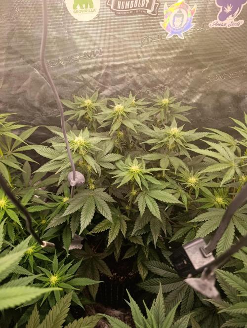 Zillions/Barney'S. Week 8