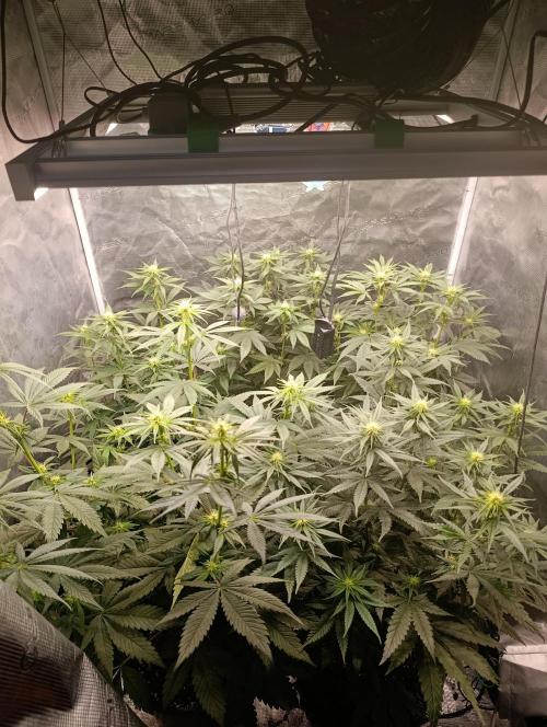 Zillions/Barney'S. Week 8