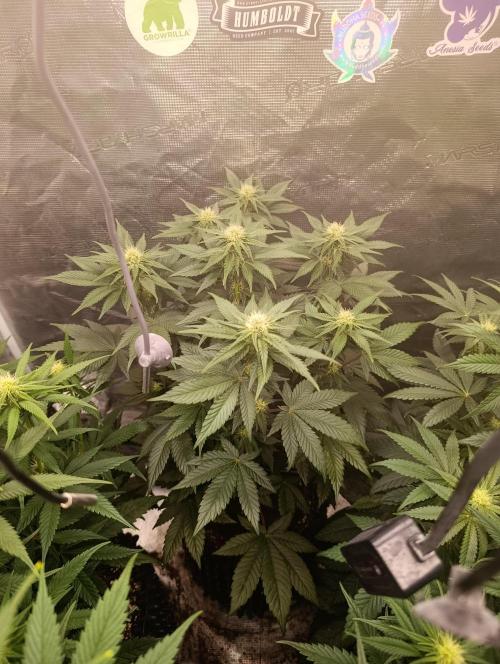 Zillions/Barney'S. Week 8