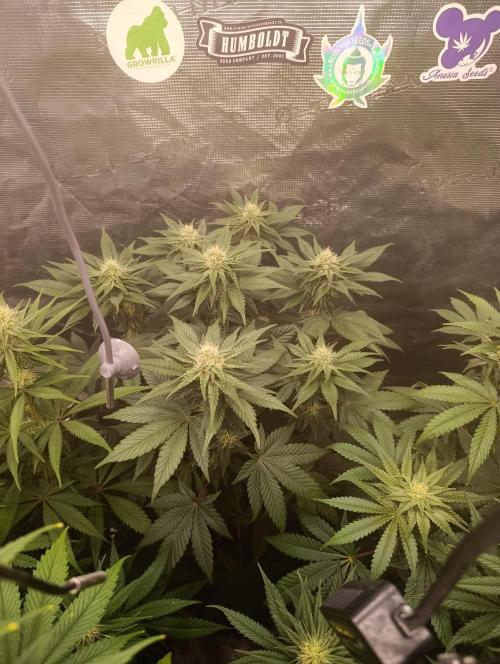 Zillions/Barney'S. Week 8