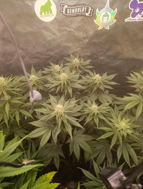 Zillions/Barney'S. Week 8