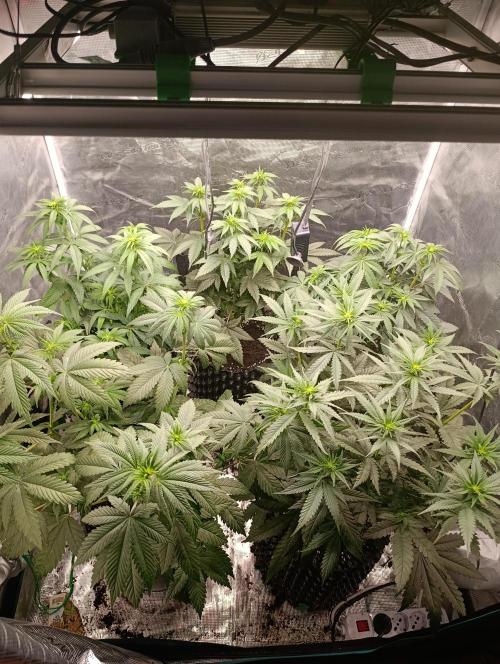 Eternity Grow cup 2026 /Sticky broccoli. Week 8