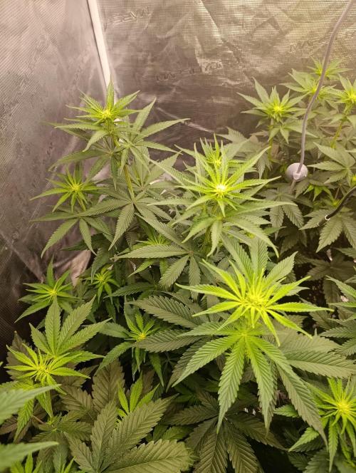 Eternity Grow cup 2026 /Sticky broccoli. Week 8