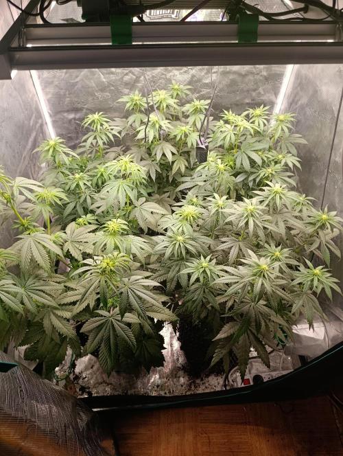 Eternity Grow cup 2026 /Sticky broccoli. Week 8