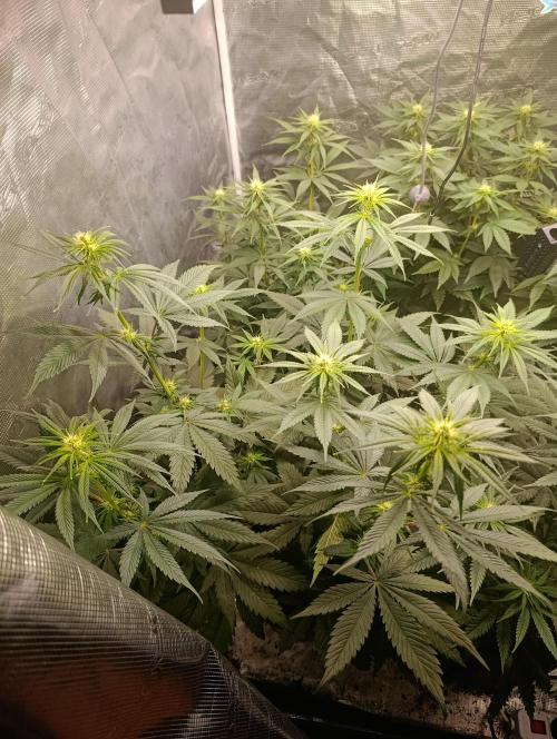 Eternity Grow cup 2026 /Sticky broccoli. Week 8