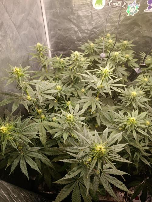Eternity Grow cup 2026 /Sticky broccoli. Week 8