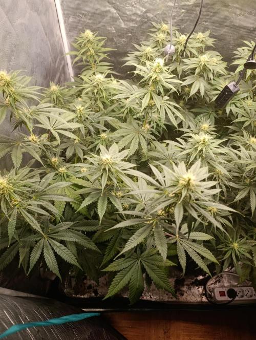 Eternity Grow cup 2026 /Sticky broccoli. Week 8
