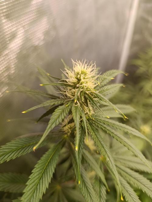 Eternity Grow cup 2026 /Sticky broccoli. Week 8
