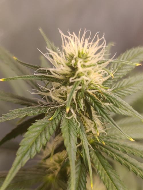 Eternity Grow cup 2026 /Sticky broccoli. Week 8