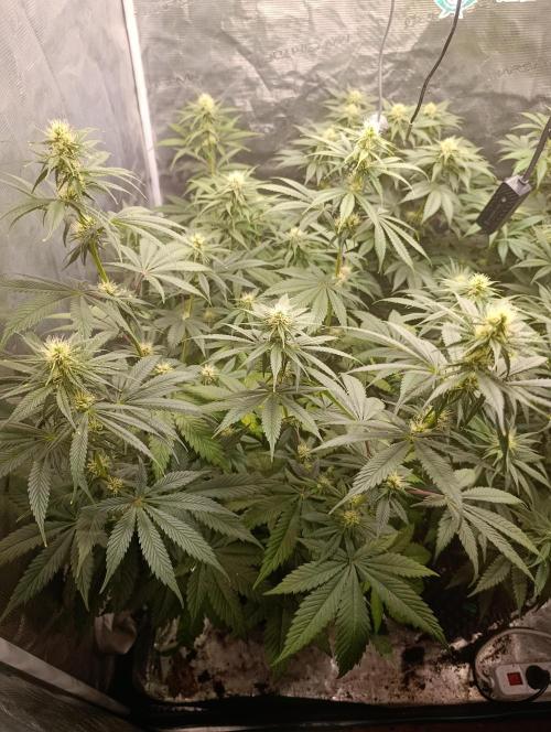 Eternity Grow cup 2026 /Sticky broccoli. Week 8