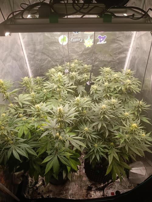 Eternity Grow cup 2026 /Sticky broccoli. Week 8