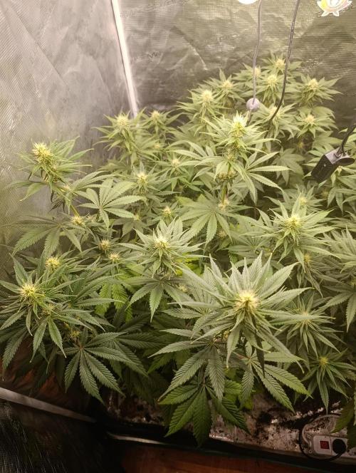 Eternity Grow cup 2026 /Sticky broccoli. Week 8