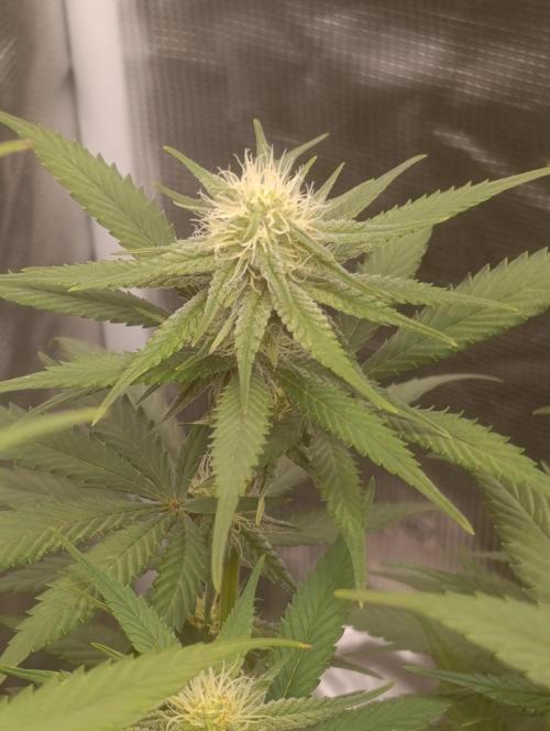 Eternity Grow cup 2026 /Sticky broccoli. Week 8