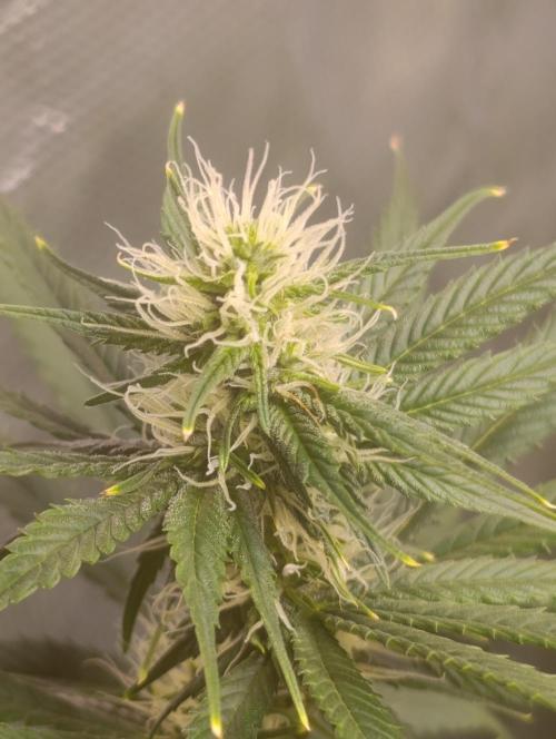 Eternity Grow cup 2026 /Sticky broccoli. Week 8