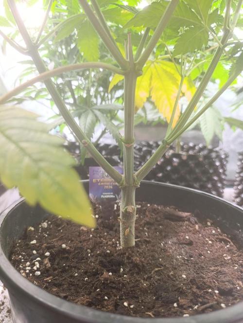 Eternity Grow cup 2026 /Sticky broccoli. Week 8
