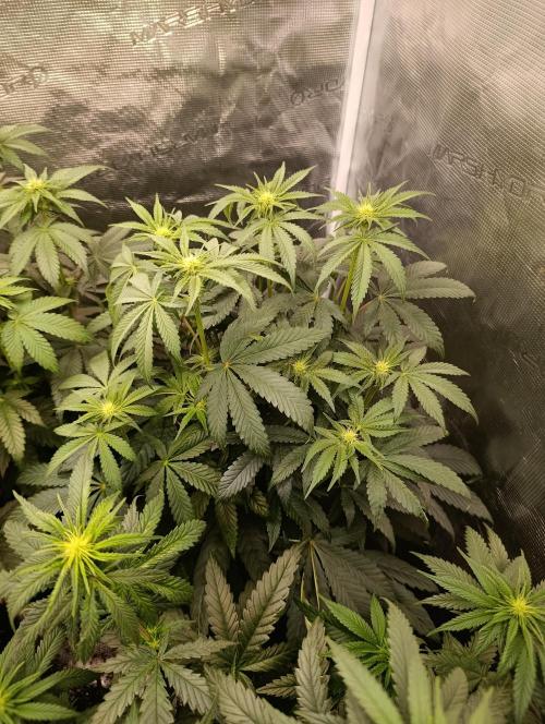 Cherry strudel Sherbisnky/Sensi seeds. Week 8