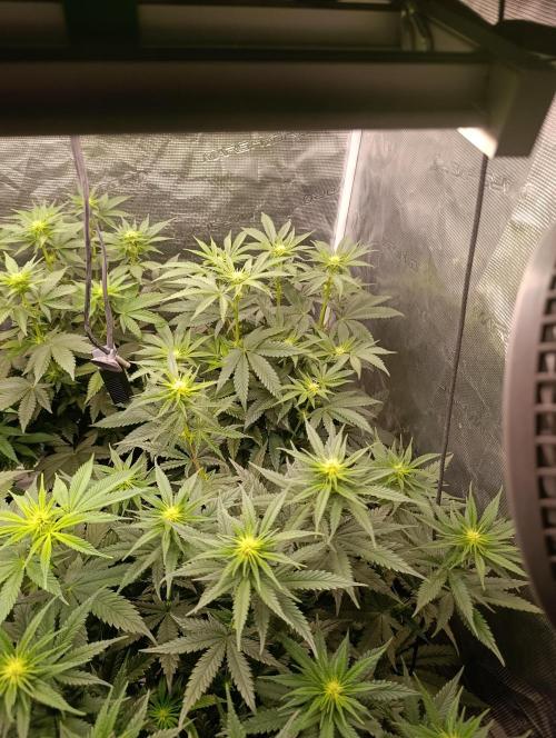 Cherry strudel Sherbisnky/Sensi seeds. Week 8