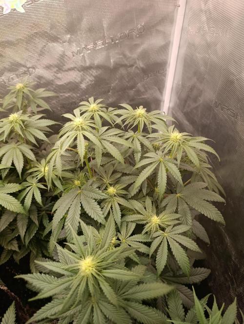 Cherry strudel Sherbisnky/Sensi seeds. Week 8