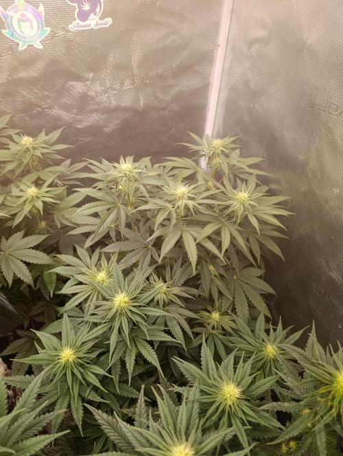 Cherry strudel Sherbisnky/Sensi seeds. Week 8