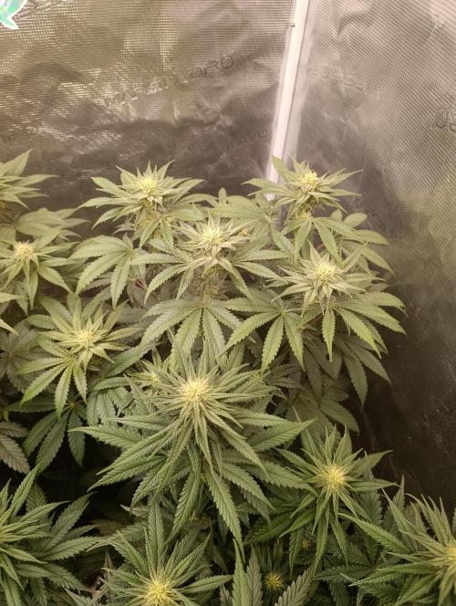 Cherry strudel Sherbisnky/Sensi seeds. Week 8
