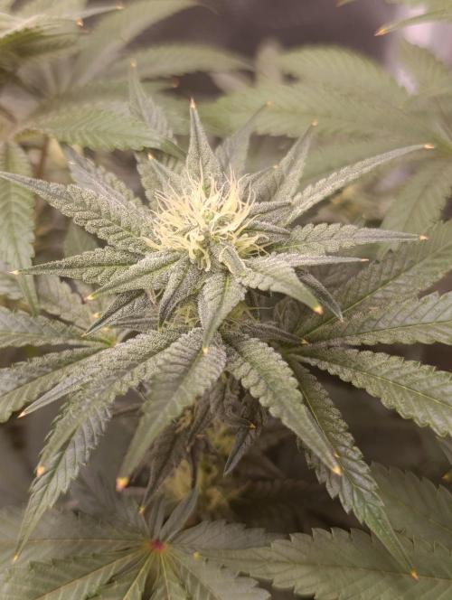 Cherry strudel Sherbisnky/Sensi seeds. Week 8