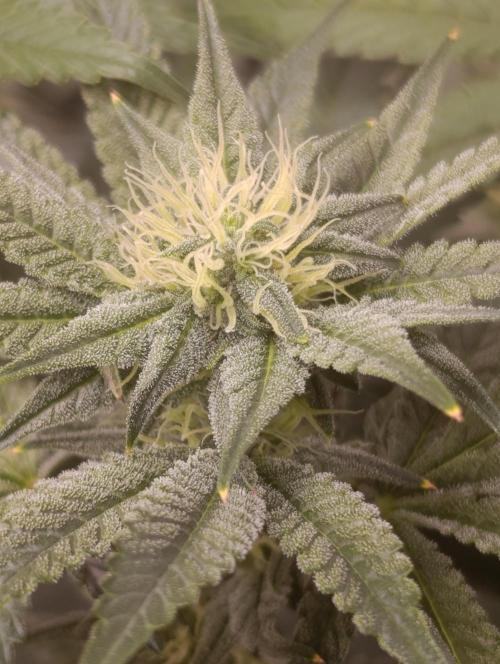 Cherry strudel Sherbisnky/Sensi seeds. Week 8