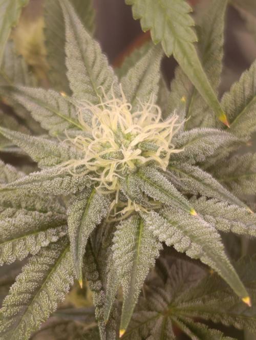 Cherry strudel Sherbisnky/Sensi seeds. Week 8