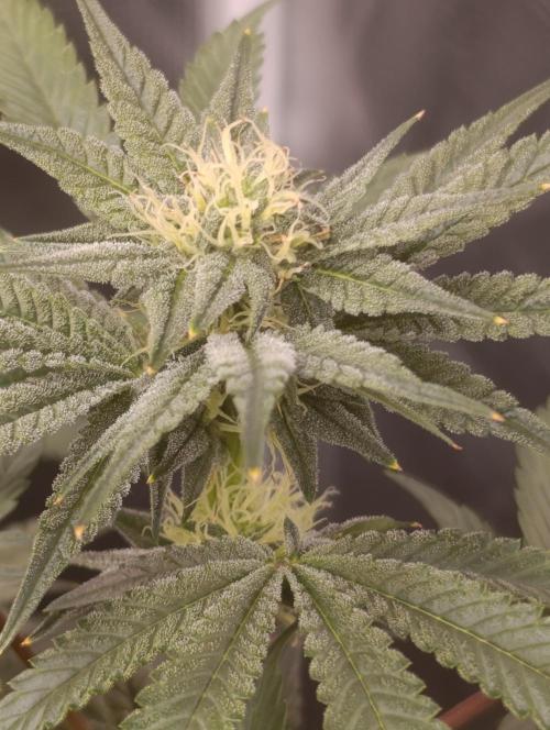 Cherry strudel Sherbisnky/Sensi seeds. Week 8