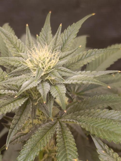 Cherry strudel Sherbisnky/Sensi seeds. Week 8