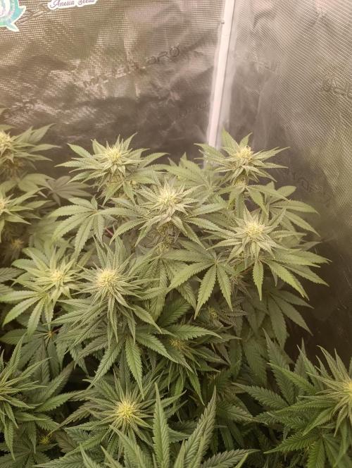 Cherry strudel Sherbisnky/Sensi seeds. Week 8