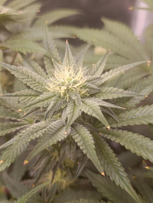 Cherry strudel Sherbisnky/Sensi seeds. Week 8
