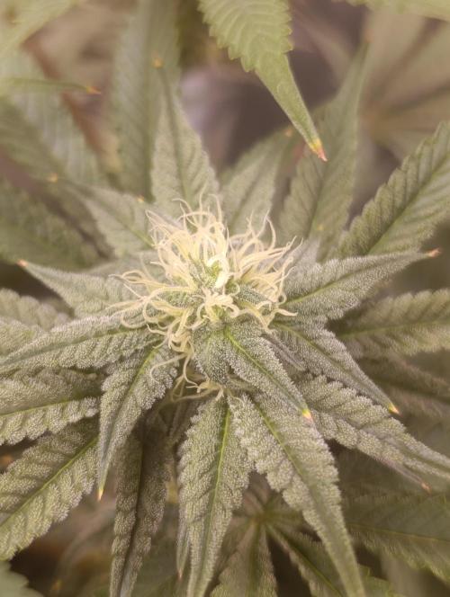 Cherry strudel Sherbisnky/Sensi seeds. Week 8
