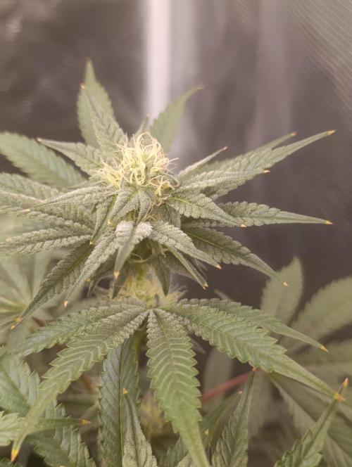 Cherry strudel Sherbisnky/Sensi seeds. Week 8