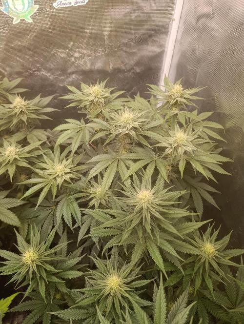 Cherry strudel Sherbisnky/Sensi seeds. Week 8