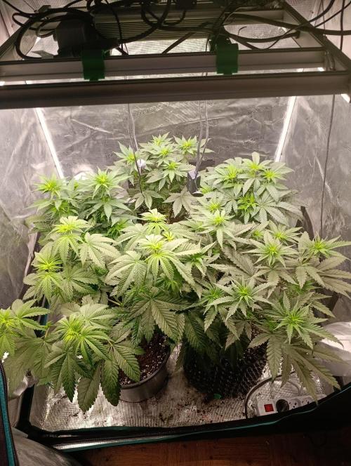 Malasana cookies/Exotic seeds. Week 8
