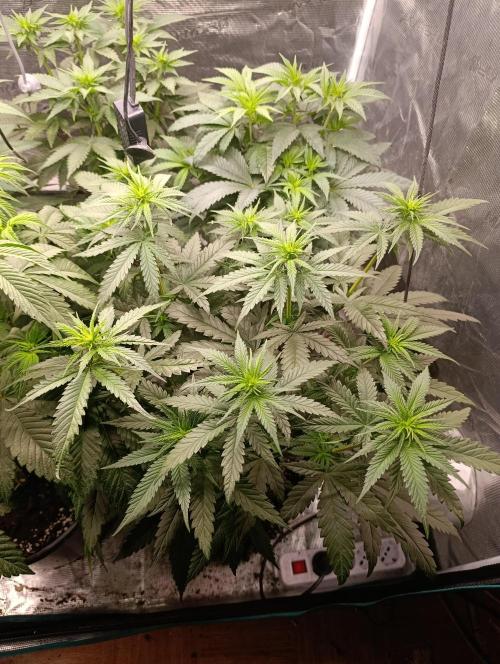 Malasana cookies/Exotic seeds. Week 8
