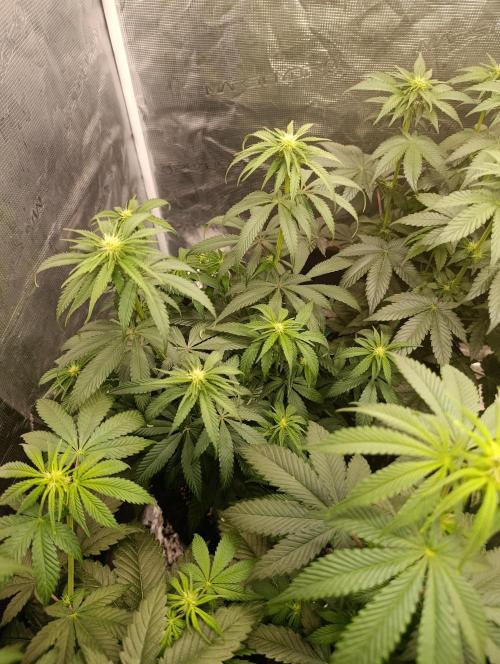 Malasana cookies/Exotic seeds. Week 8