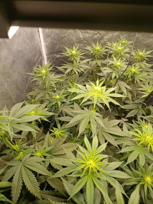 Malasana cookies/Exotic seeds. Week 8