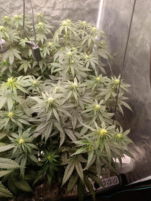 Malasana cookies/Exotic seeds. Week 8