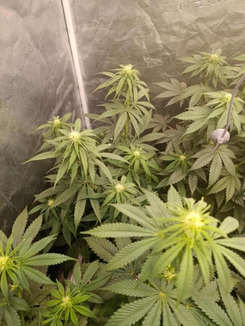 Malasana cookies/Exotic seeds. Week 8