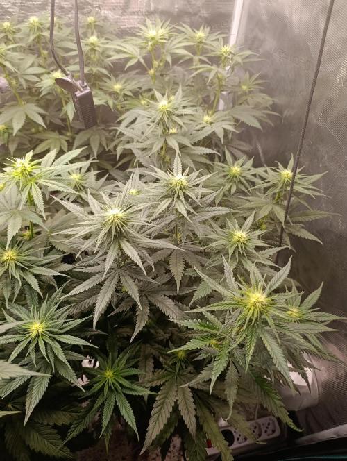 Malasana cookies/Exotic seeds. Week 8