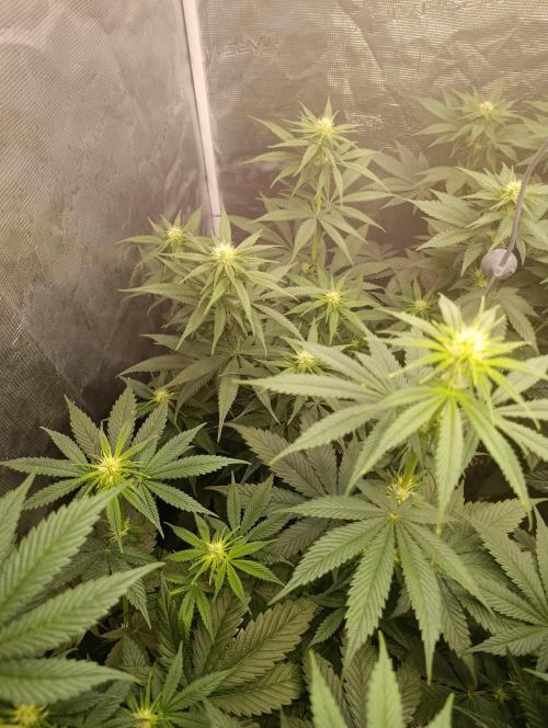 Malasana cookies/Exotic seeds. Week 8