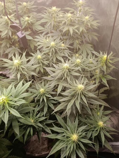 Malasana cookies/Exotic seeds. Week 8